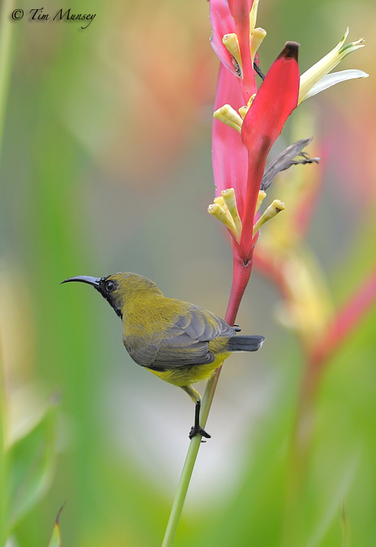 Sunbird_5