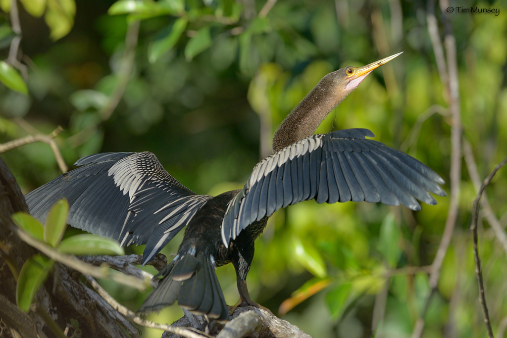 Anhinga