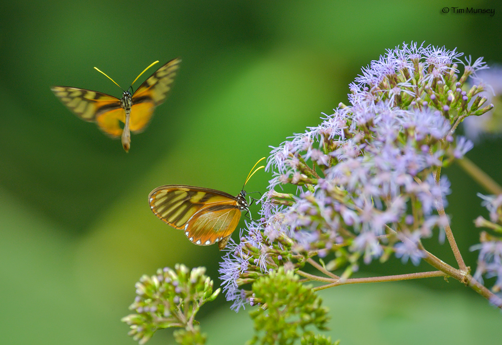 Flutterbys