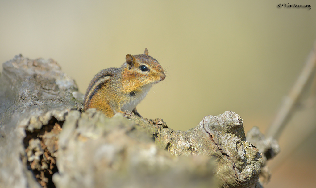 Chipmunk