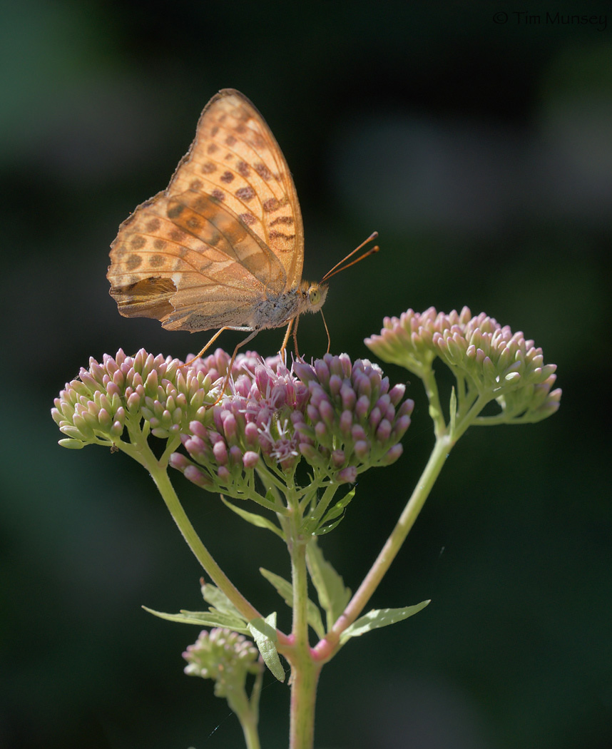 Fritillary