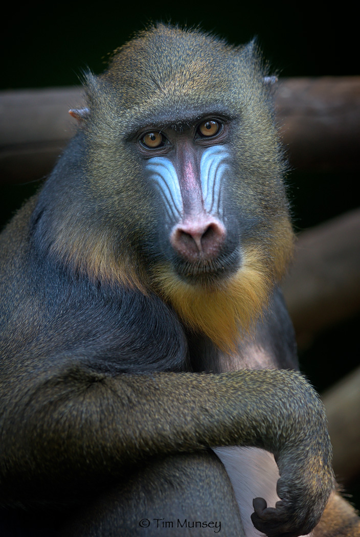 Mandrill