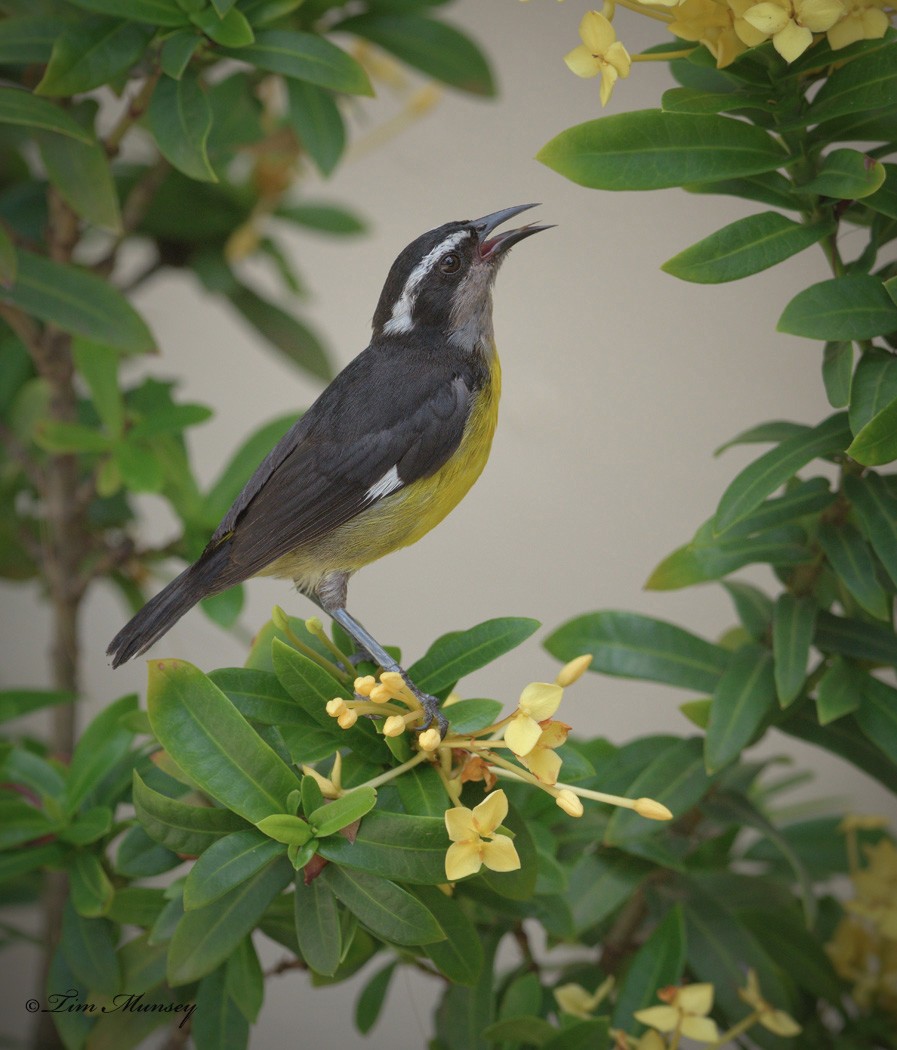 Bananaquit