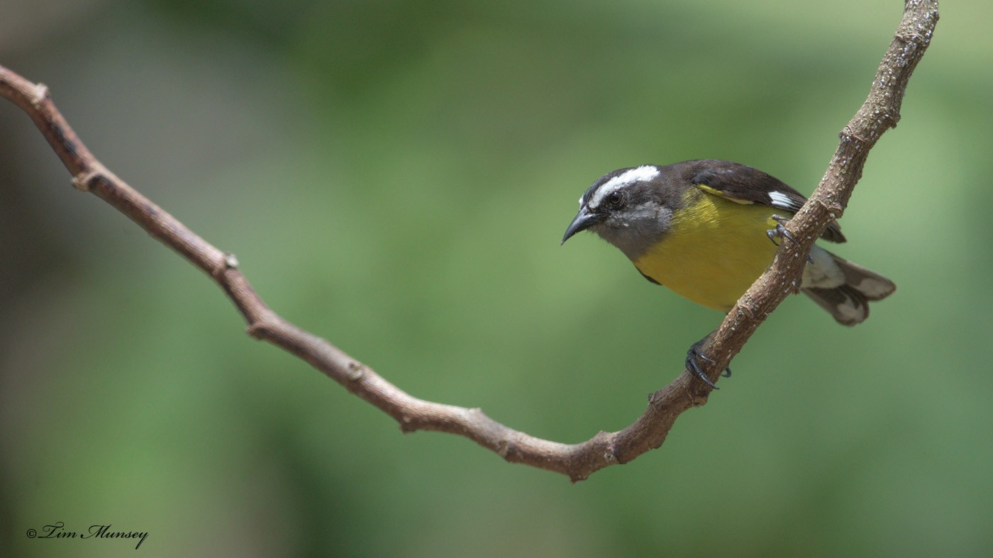 Bananaquit