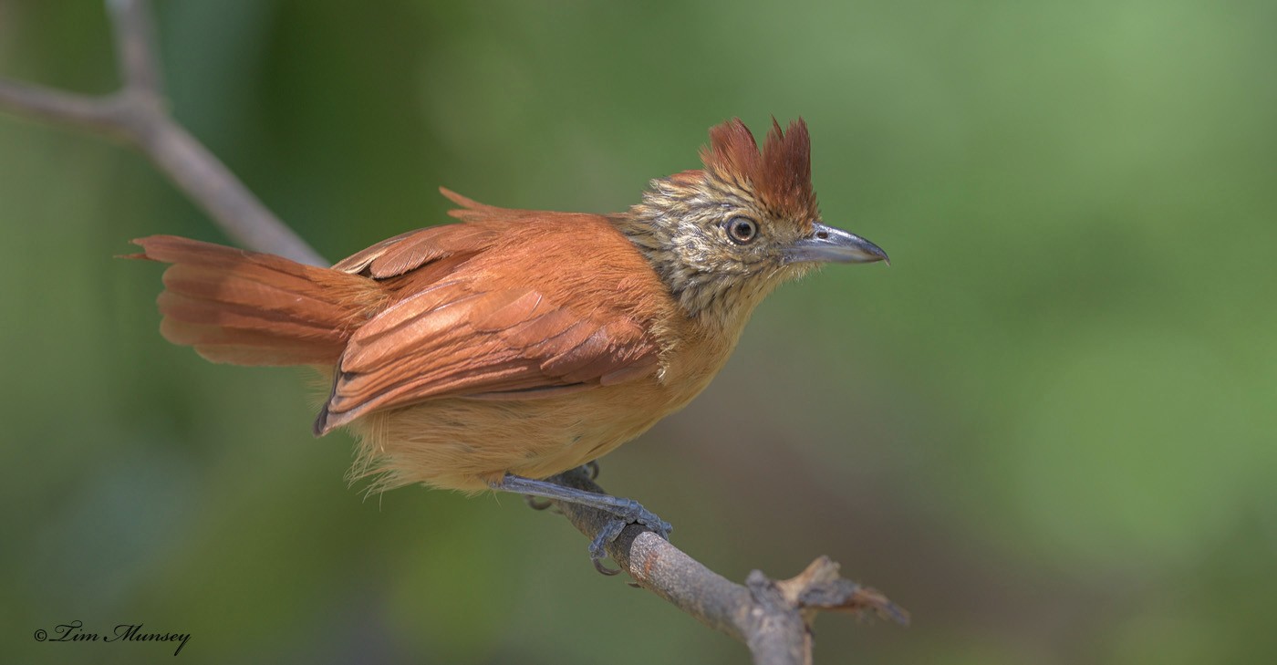 Barred Antshrike