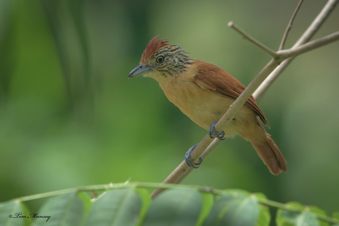 Barred Antshrike