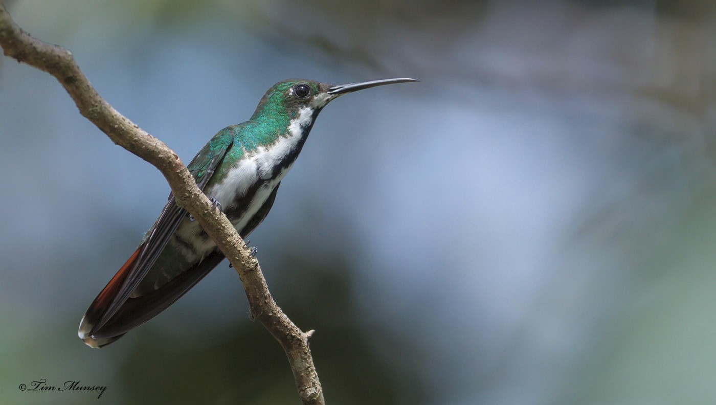 Black-throated Mango Hummingbird