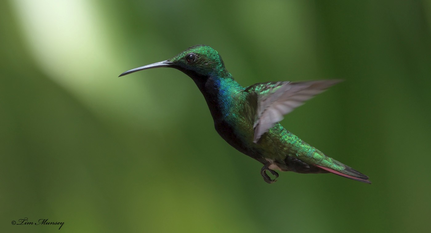 Black-throated Mango Hummingbird