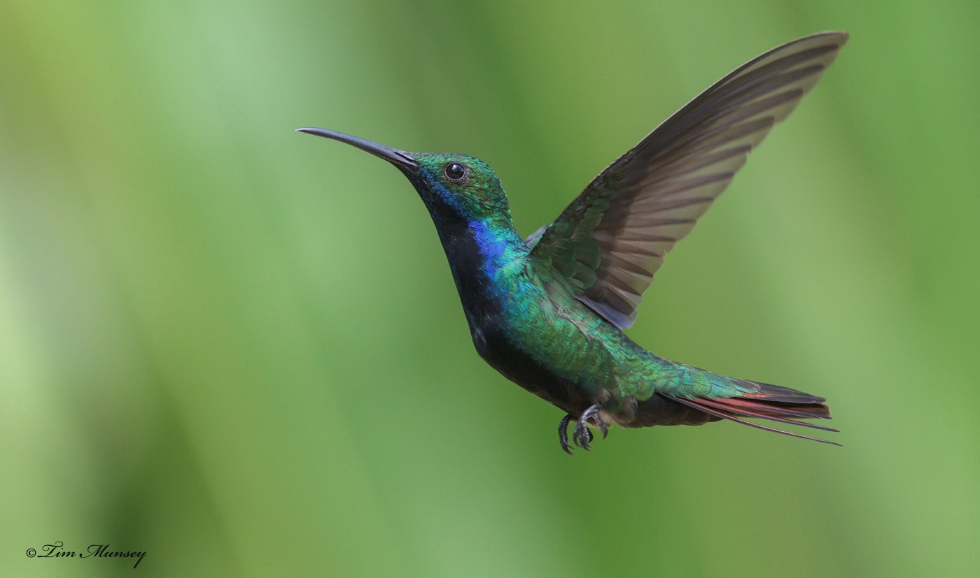 Black-throated Mango Hummingbird