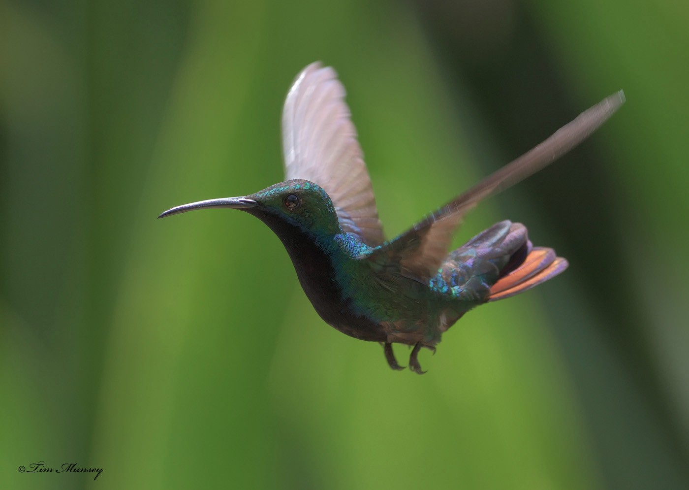 Black-throated Mango Hummingbird
