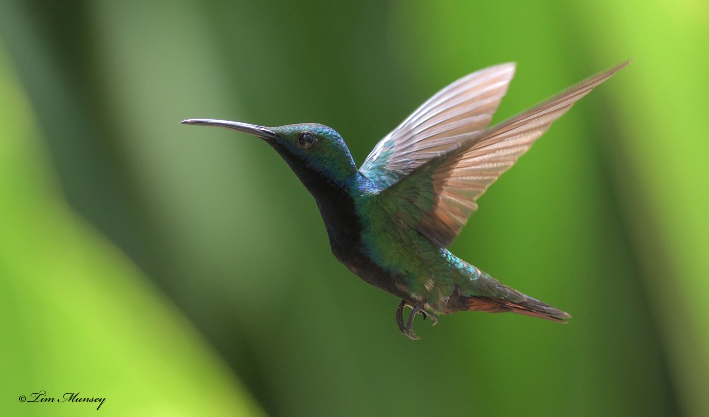 Black-throated Mango Hummingbird