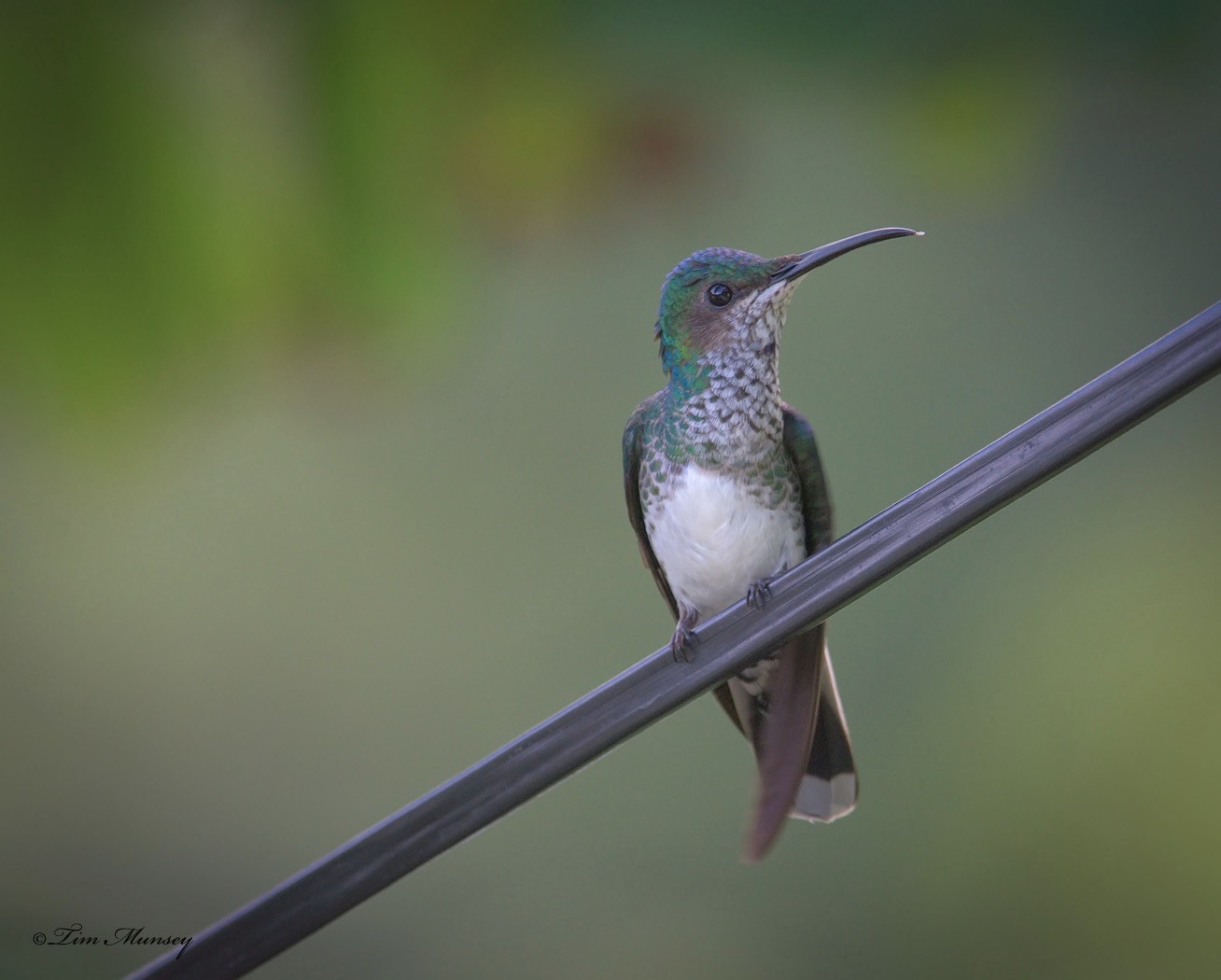 Black-throated Mango Hummingbird