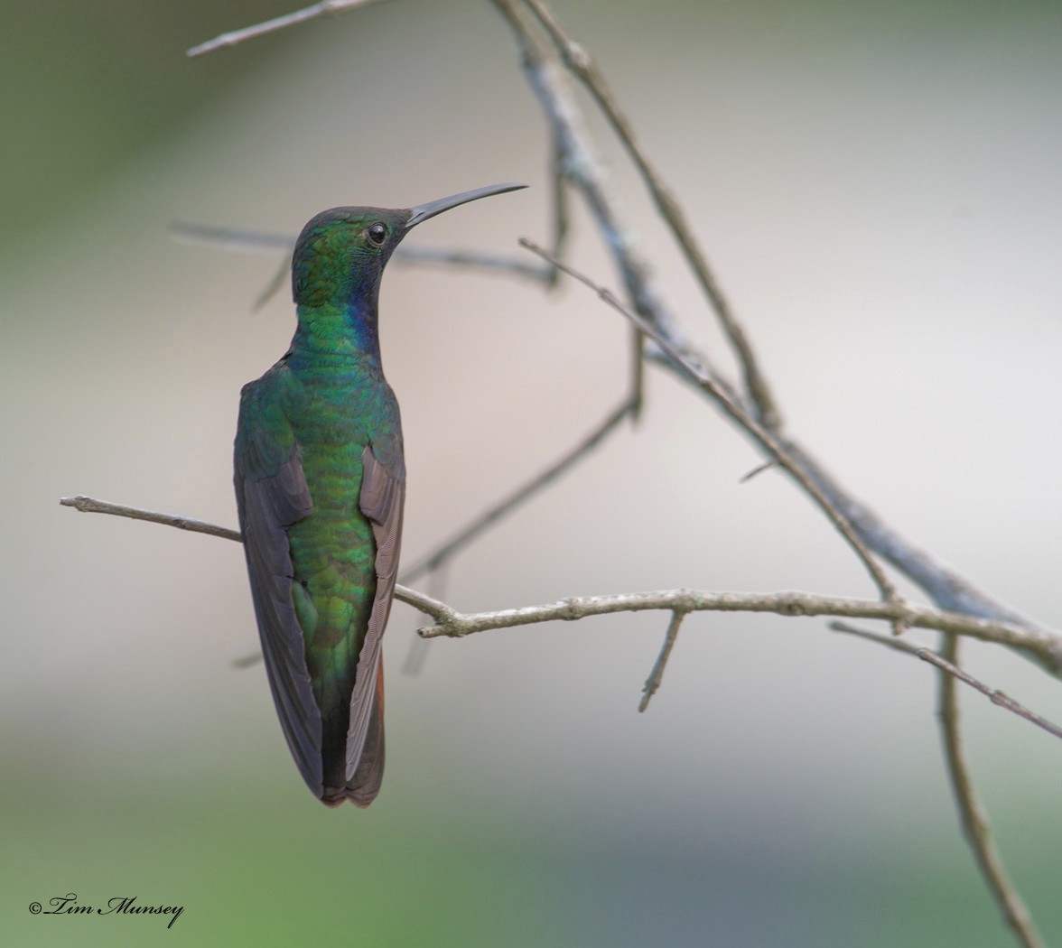 Black-throated Mango Hummingbird