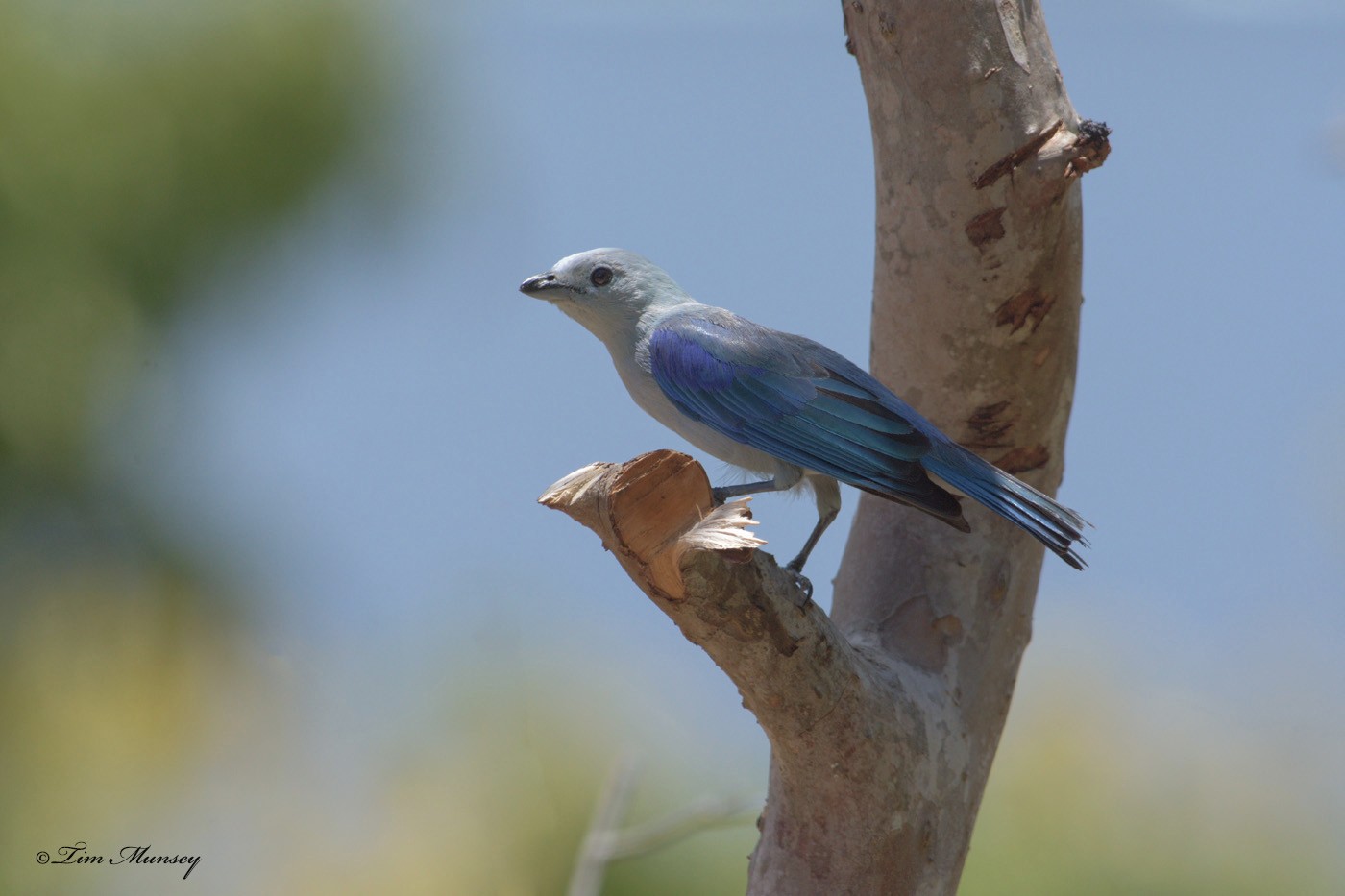 Blue-grey Tanager