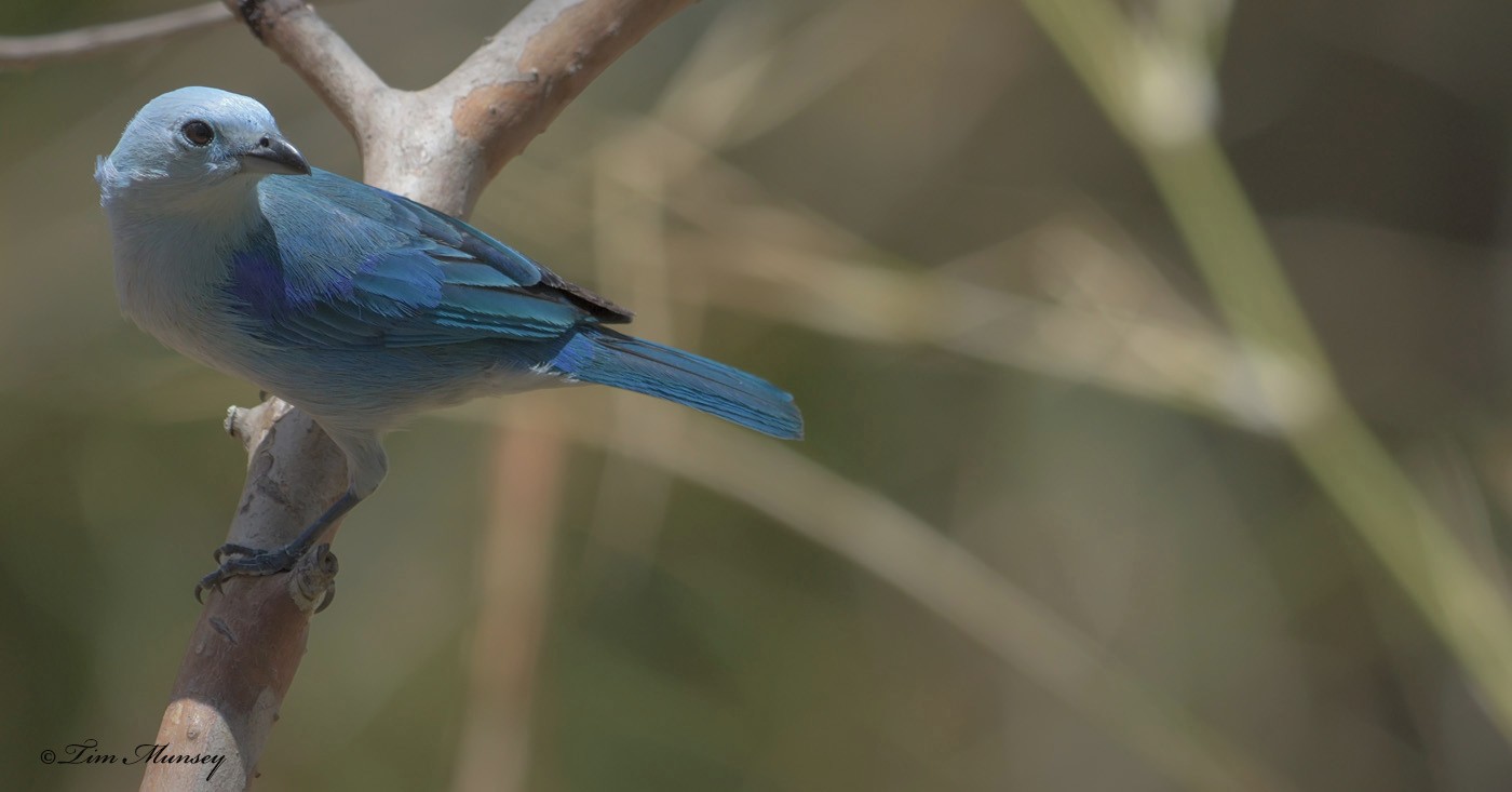 Blue-grey Tanager