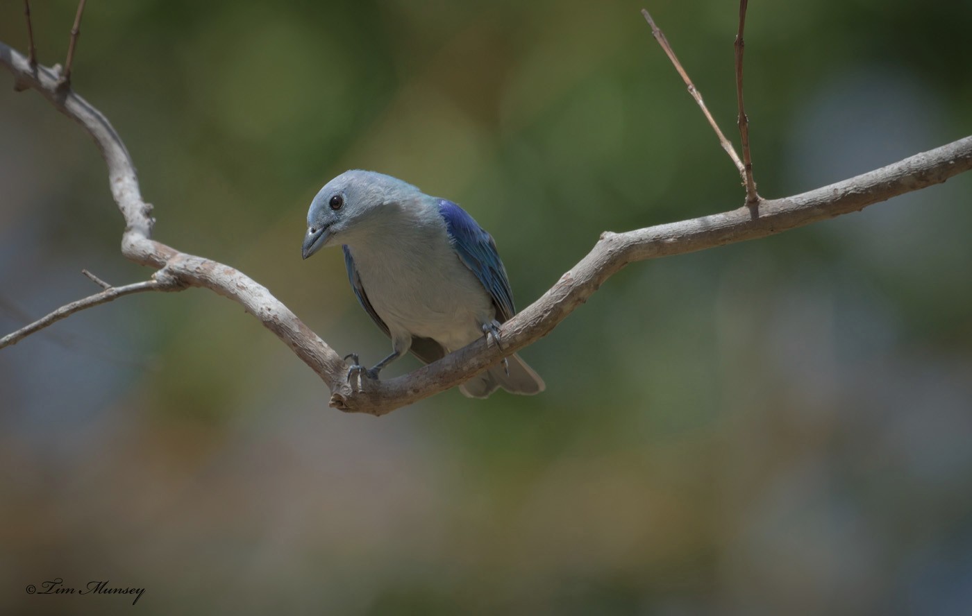 Blue-grey Tanager