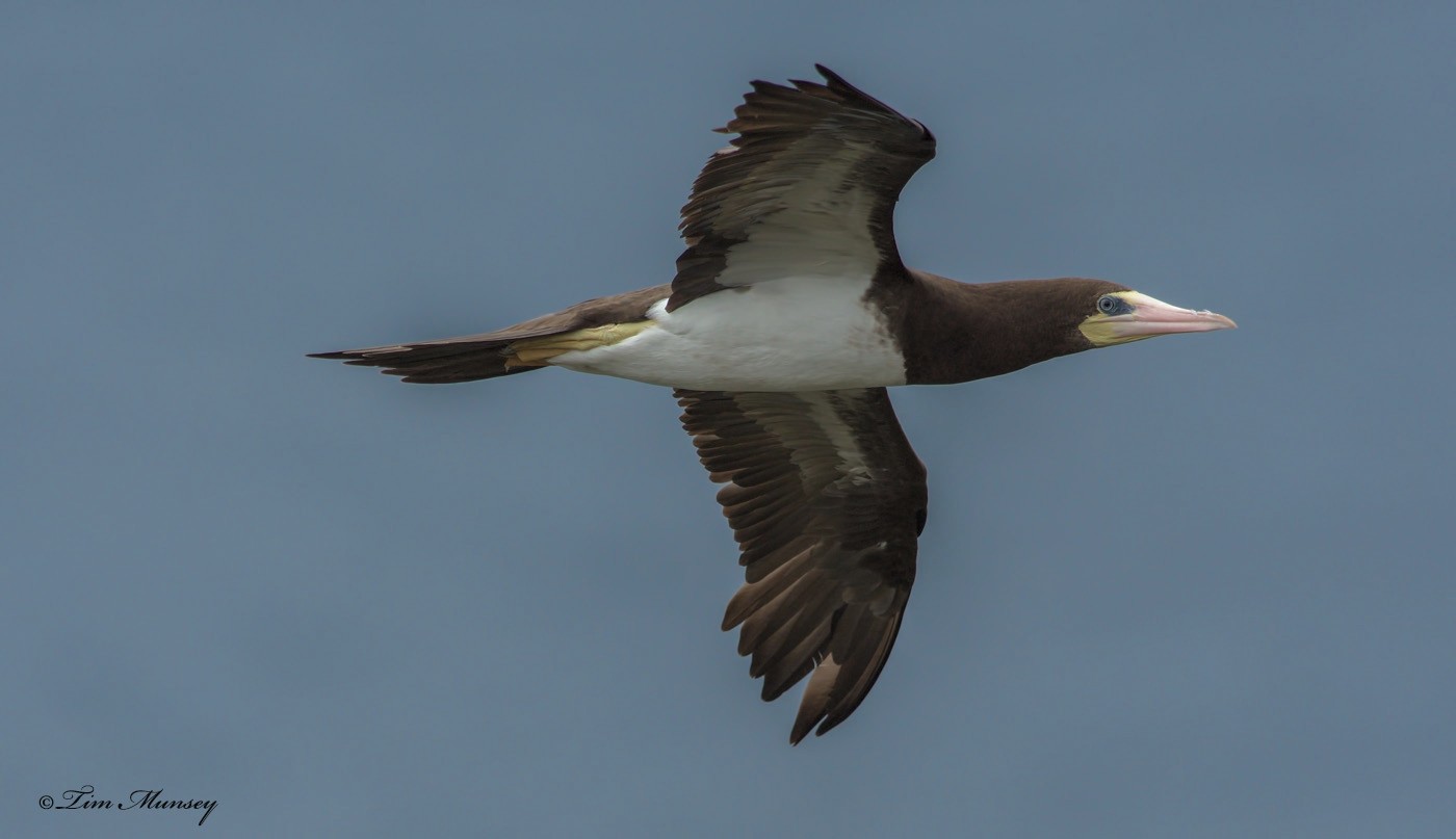 Brown Booby