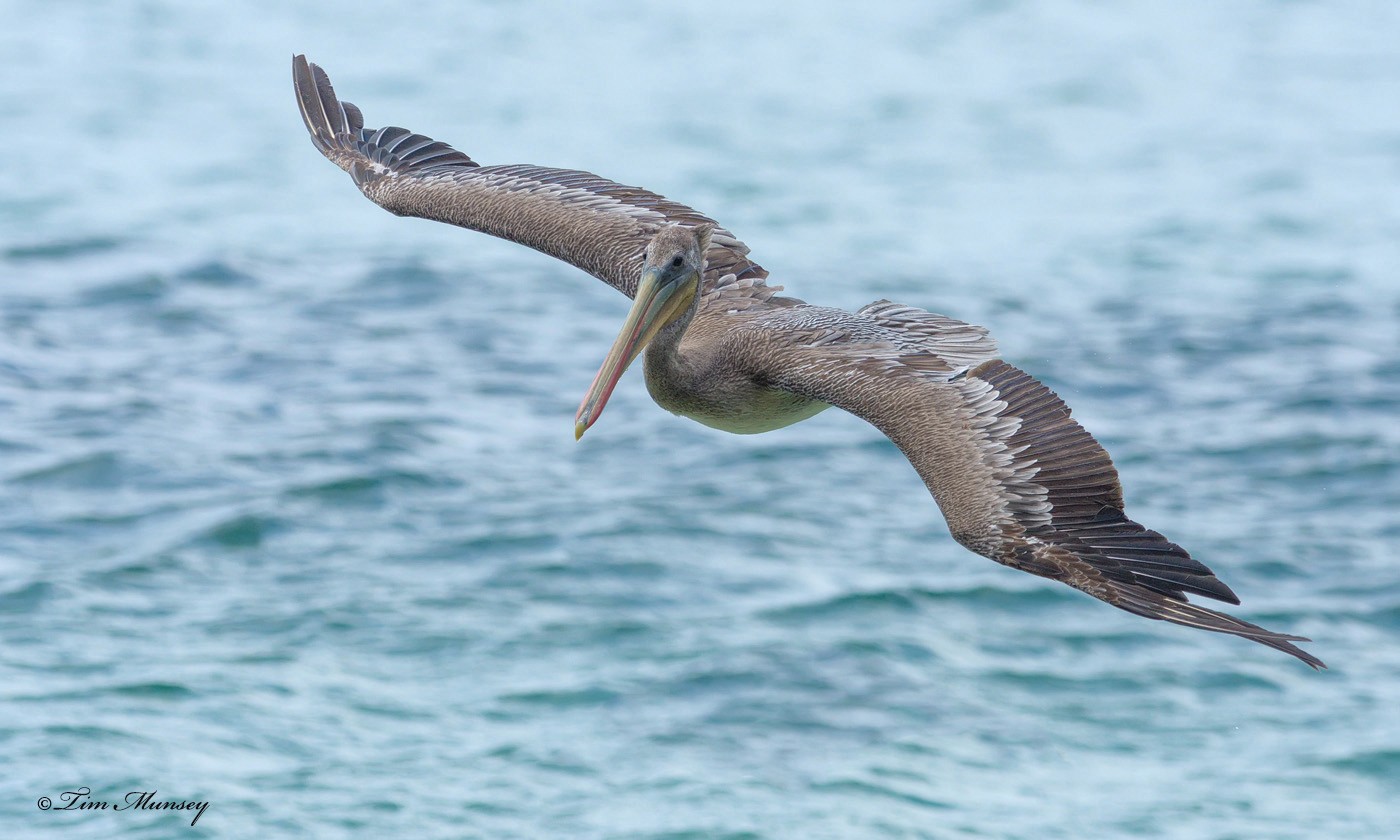 Brown Pelican