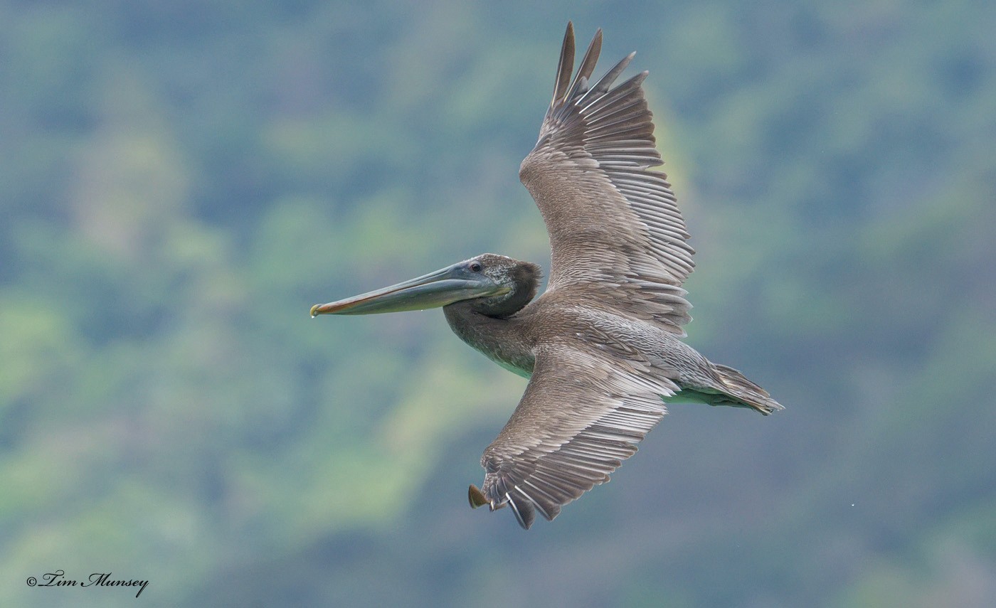 Brown Pelican