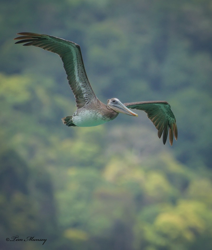 Brown Pelican