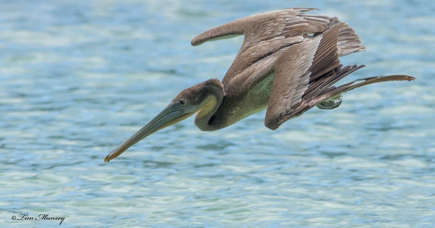 Brown Pelican