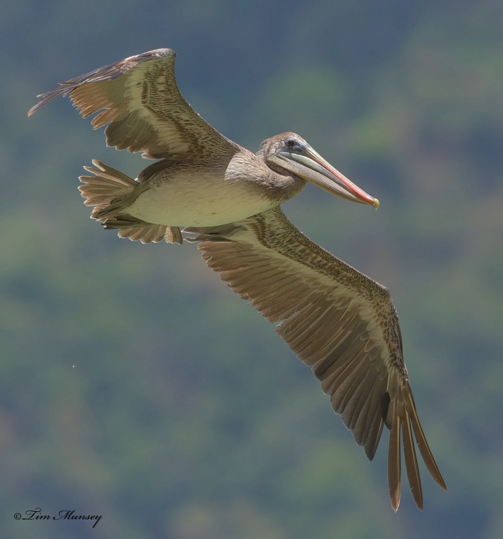 Brown Pelican