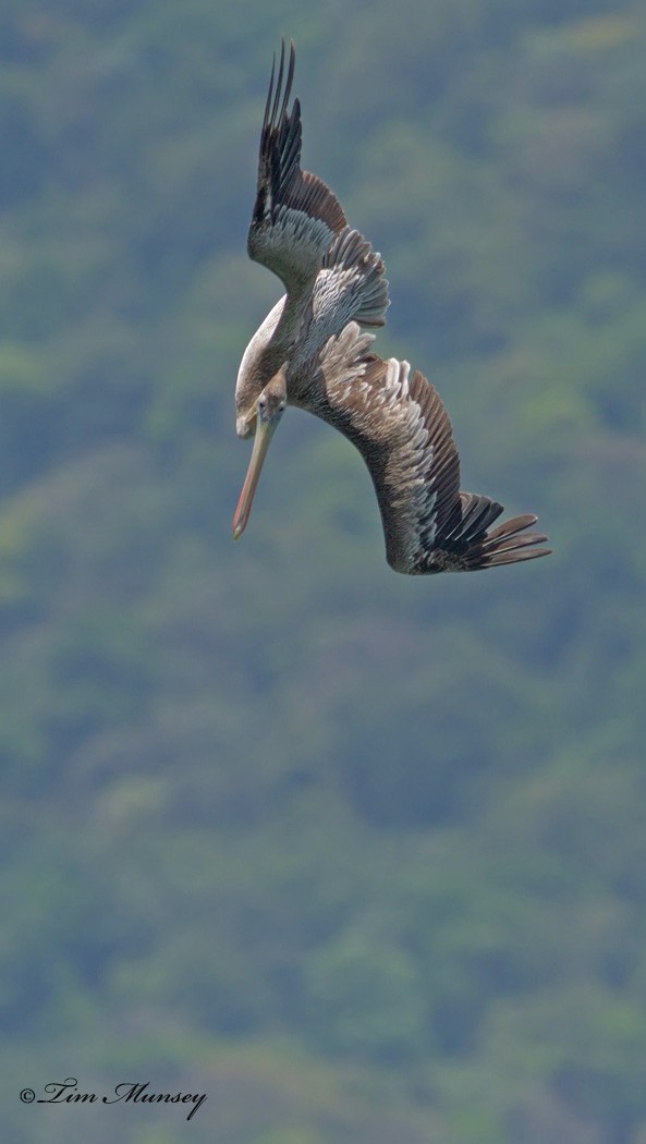 Brown Pelican