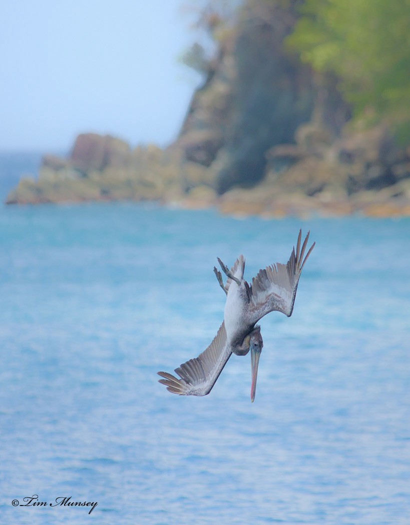 Brown Pelican