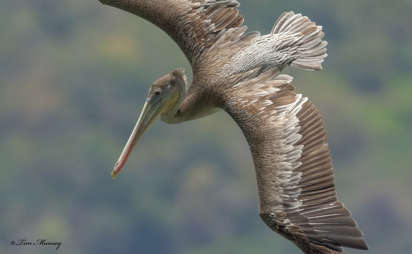 Brown Pelican