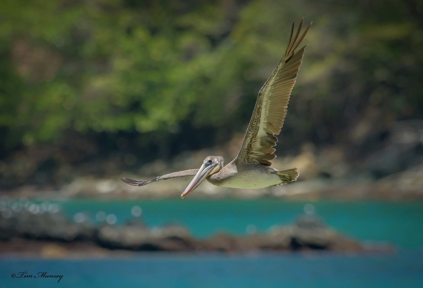 Brown Pelican