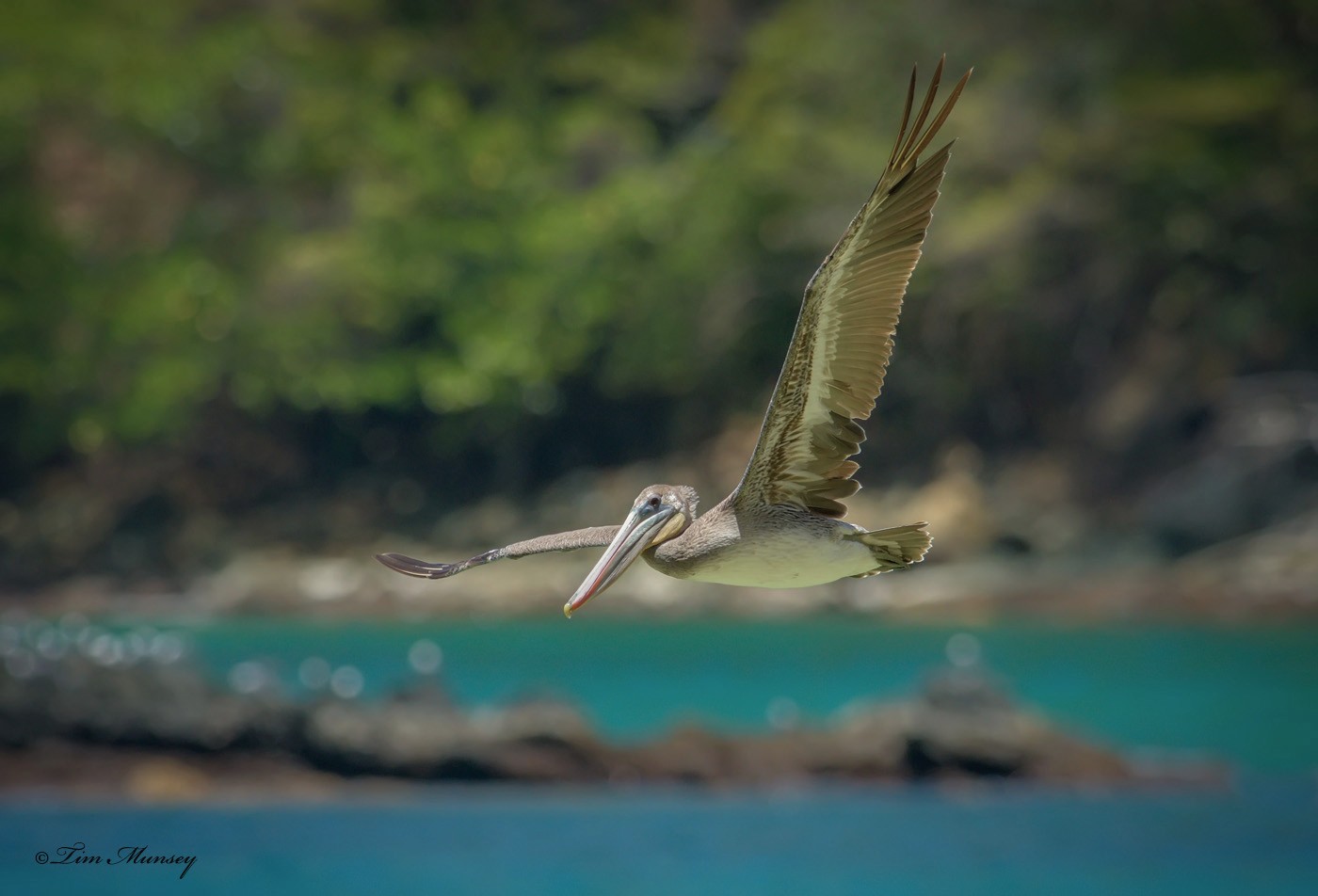 Brown Pelican