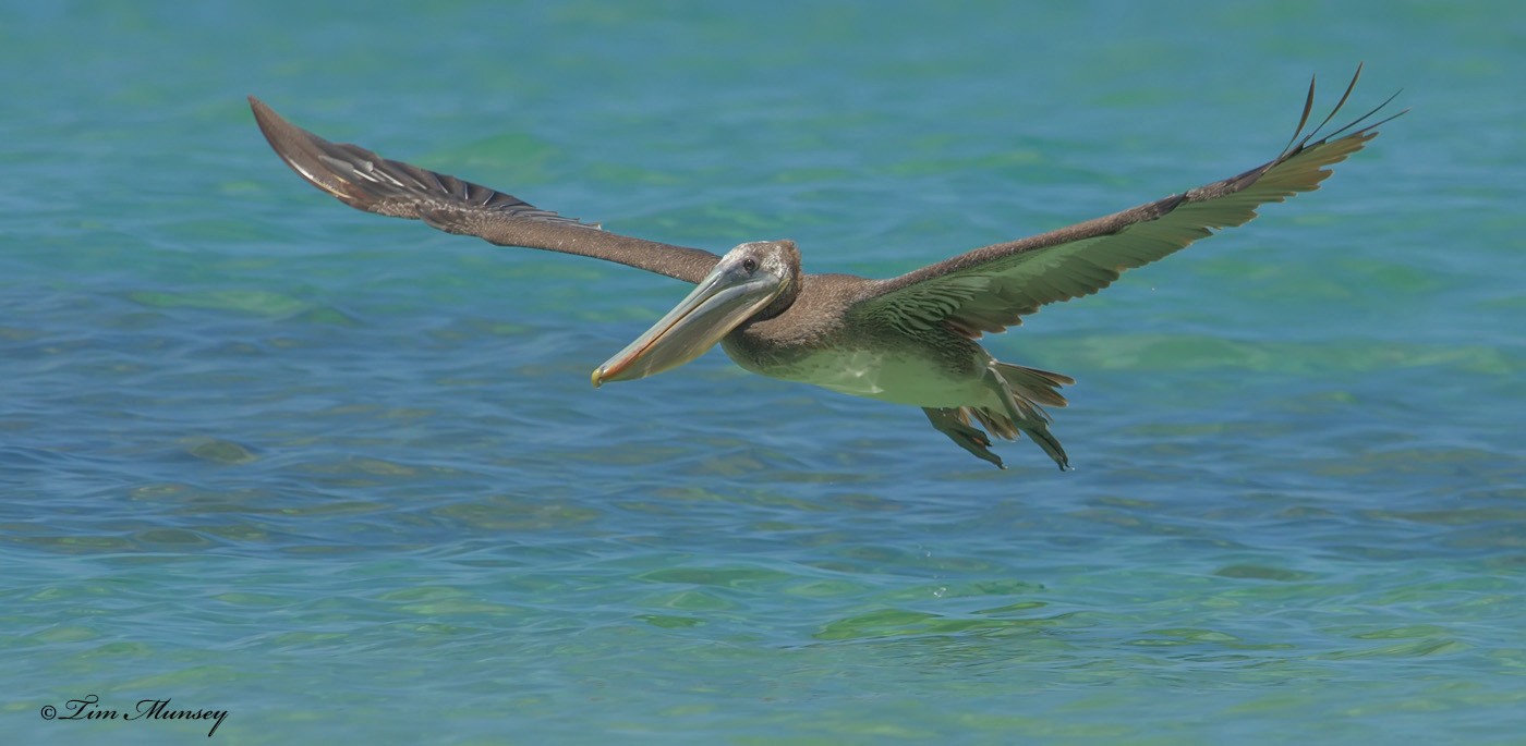 Brown Pelican