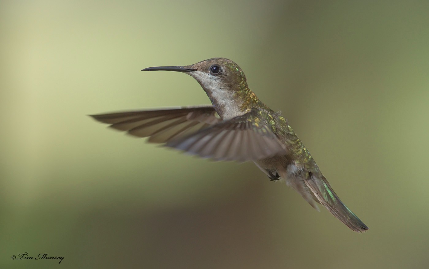 Brown Violetear