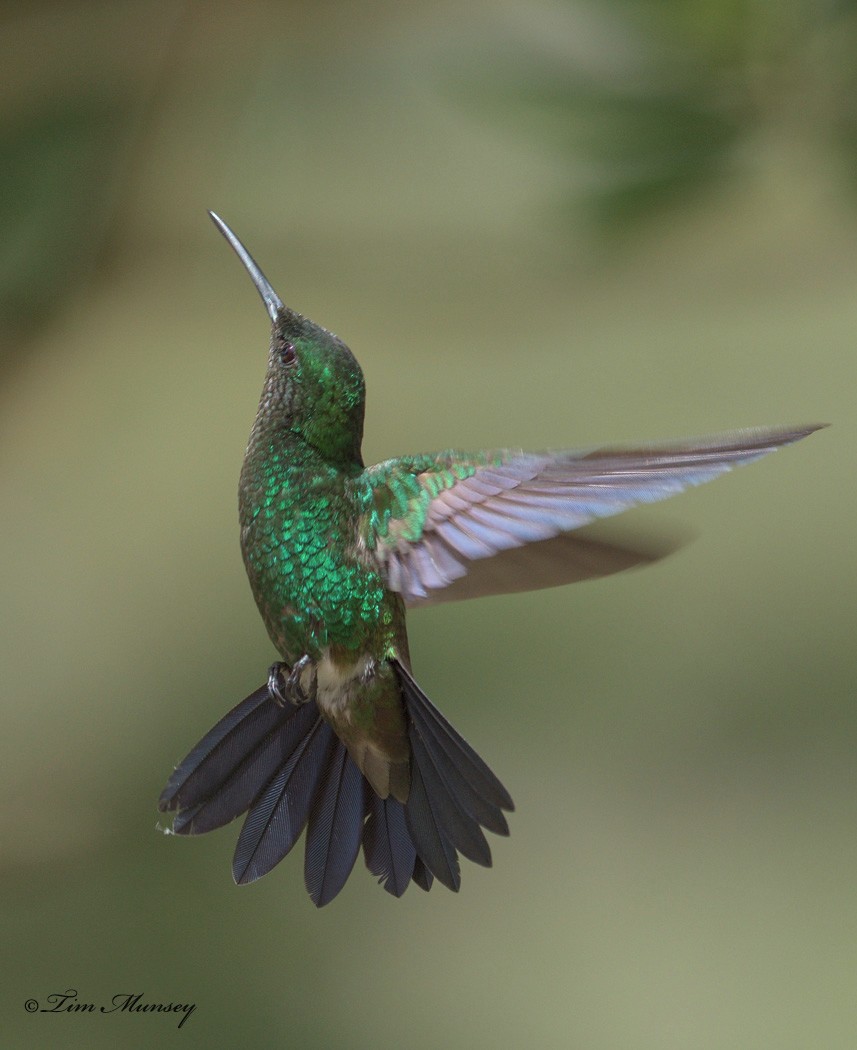 Copper-rumped Hummingbird