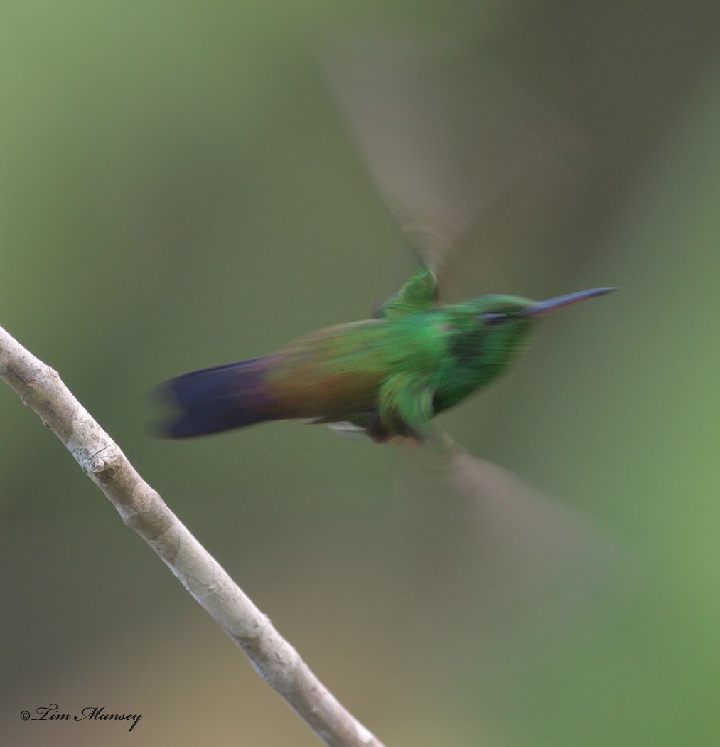 Copper-rumped Hummingbird