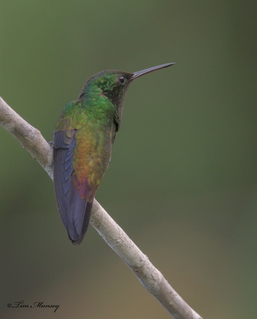 Copper-rumped Hummingbird