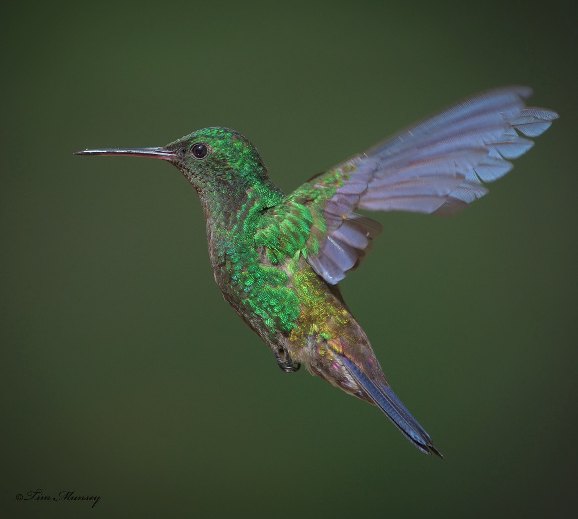 Copper-rumped Hummingbird