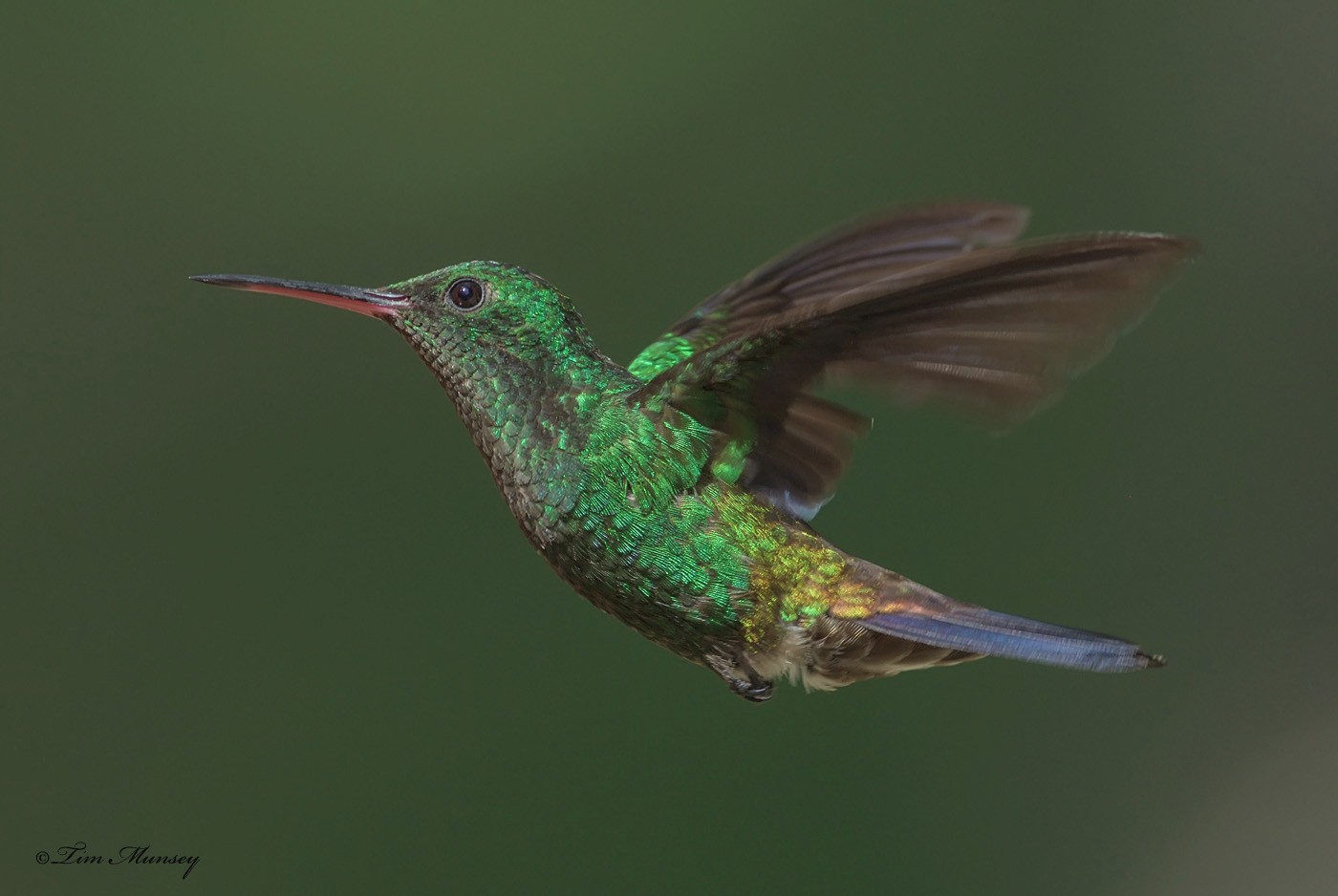 Copper-rumped Hummingbird