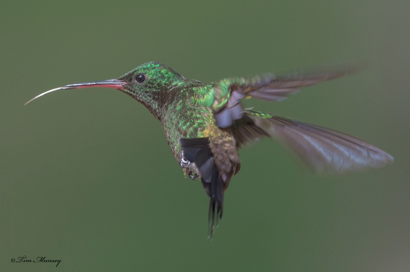 Copper-rumped Hummingbird