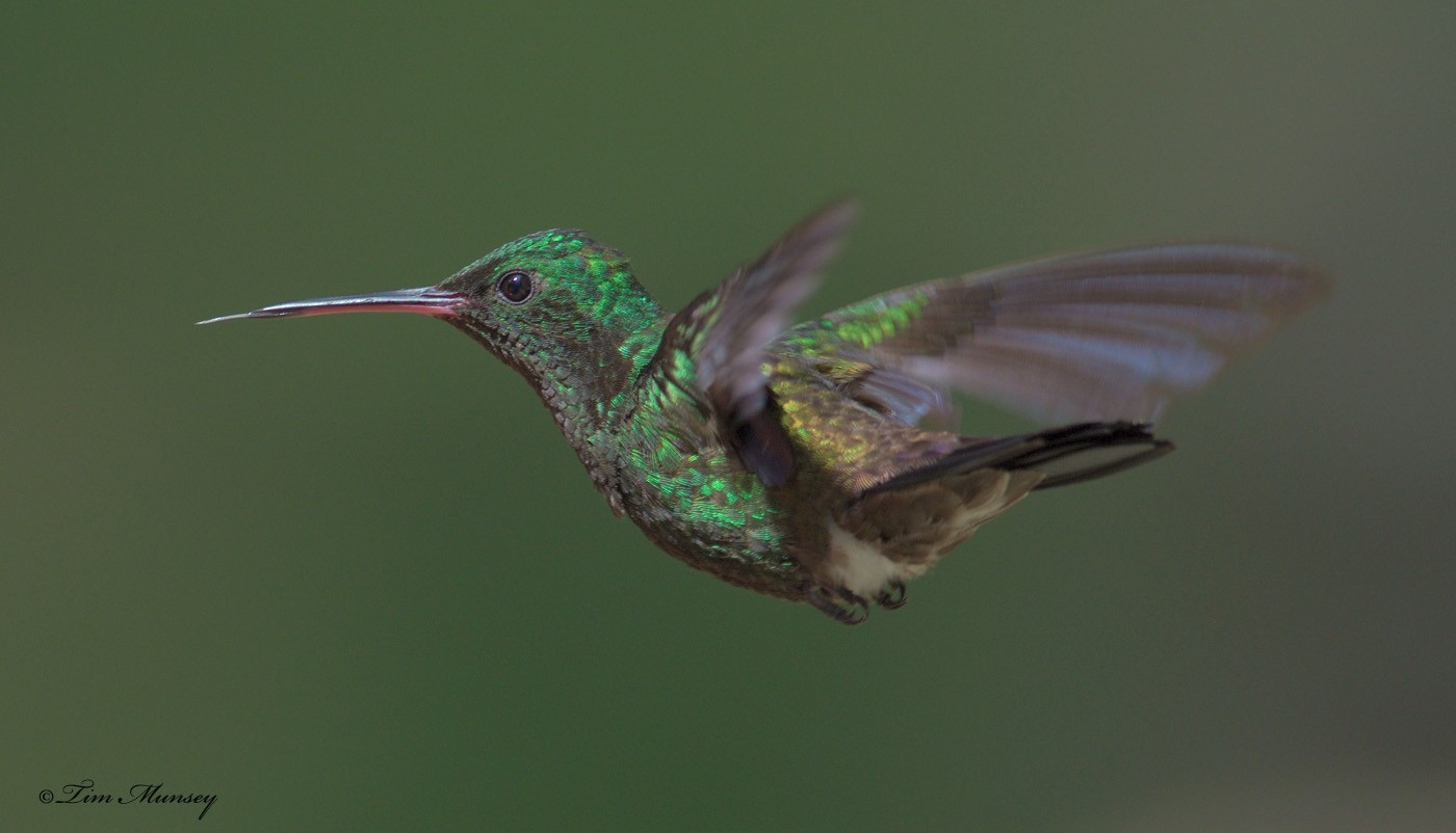 Copper-rumped Hummingbird