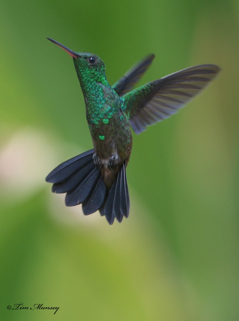 Copper-rumped Hummingbird