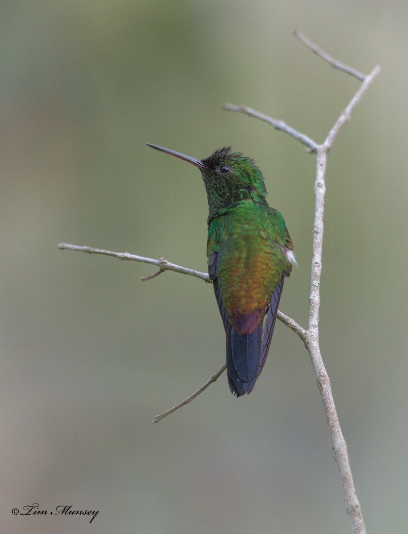 Copper-rumped Hummingbird