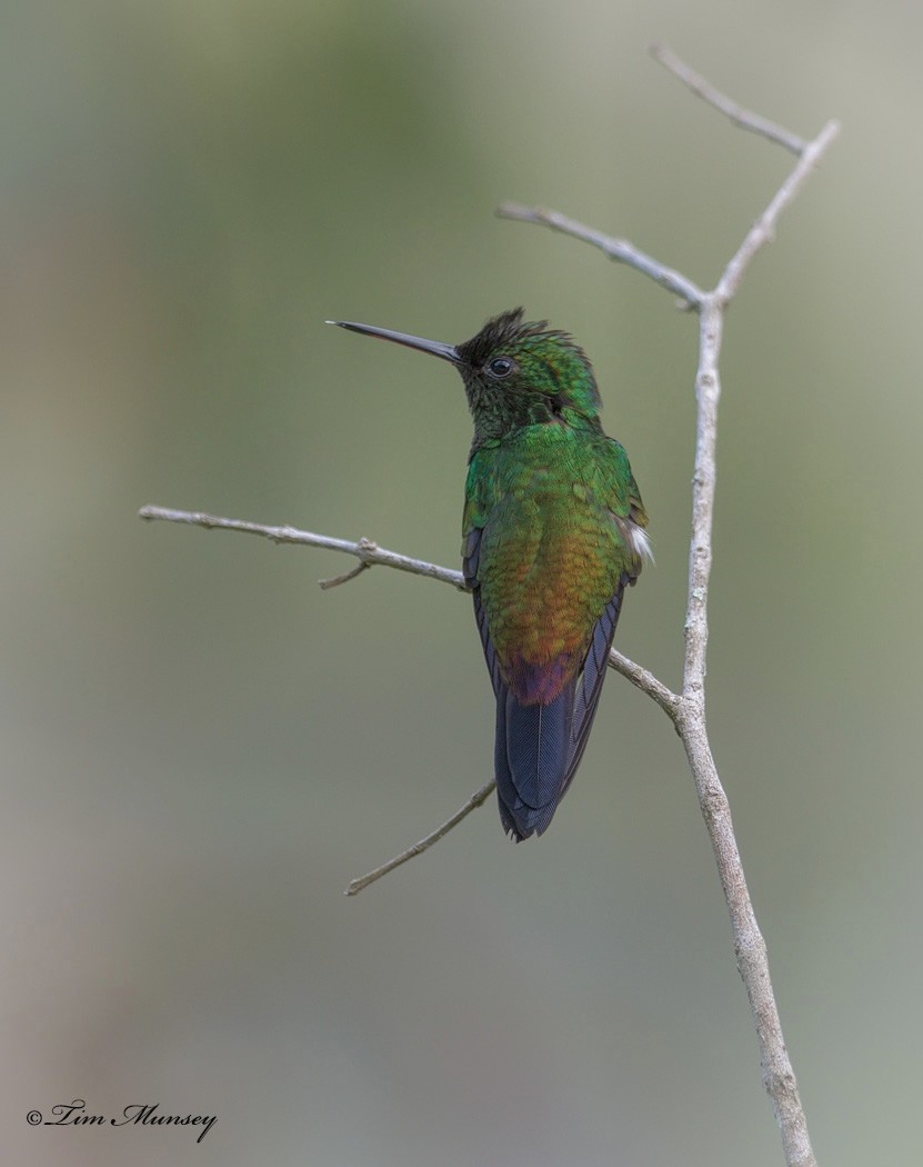 Copper-rumped Hummingbird