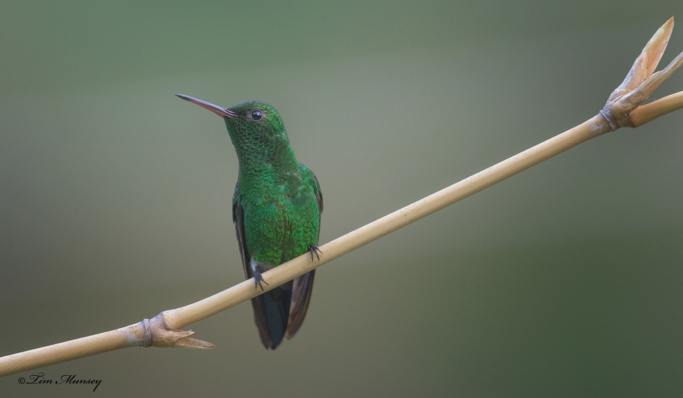 Copper-rumped Hummingbird