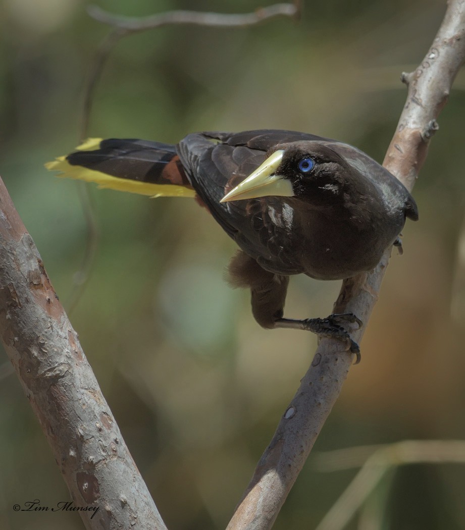 Crested Oropendola