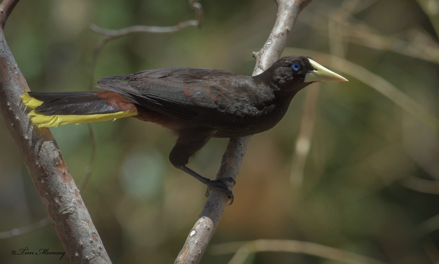 Crested Oropendola