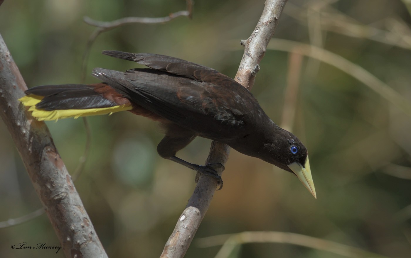 Crested Oropendola