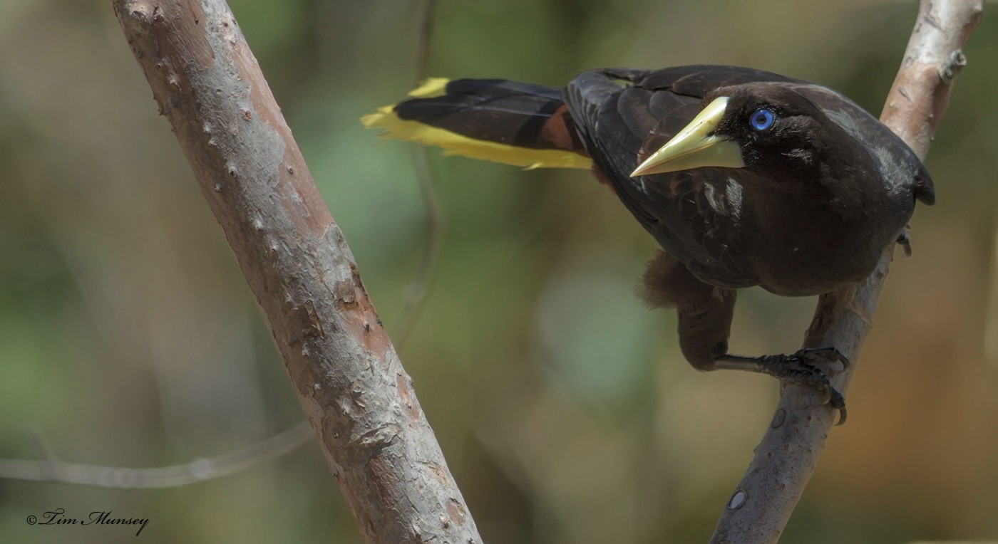 Crested Oropendola