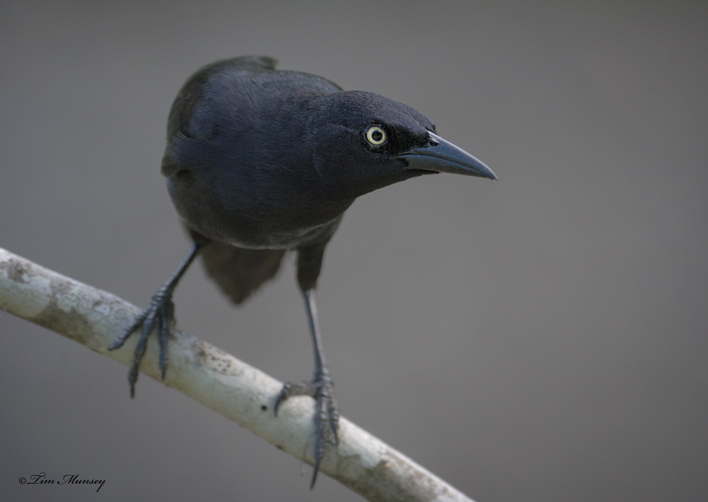 Giant Cowbird