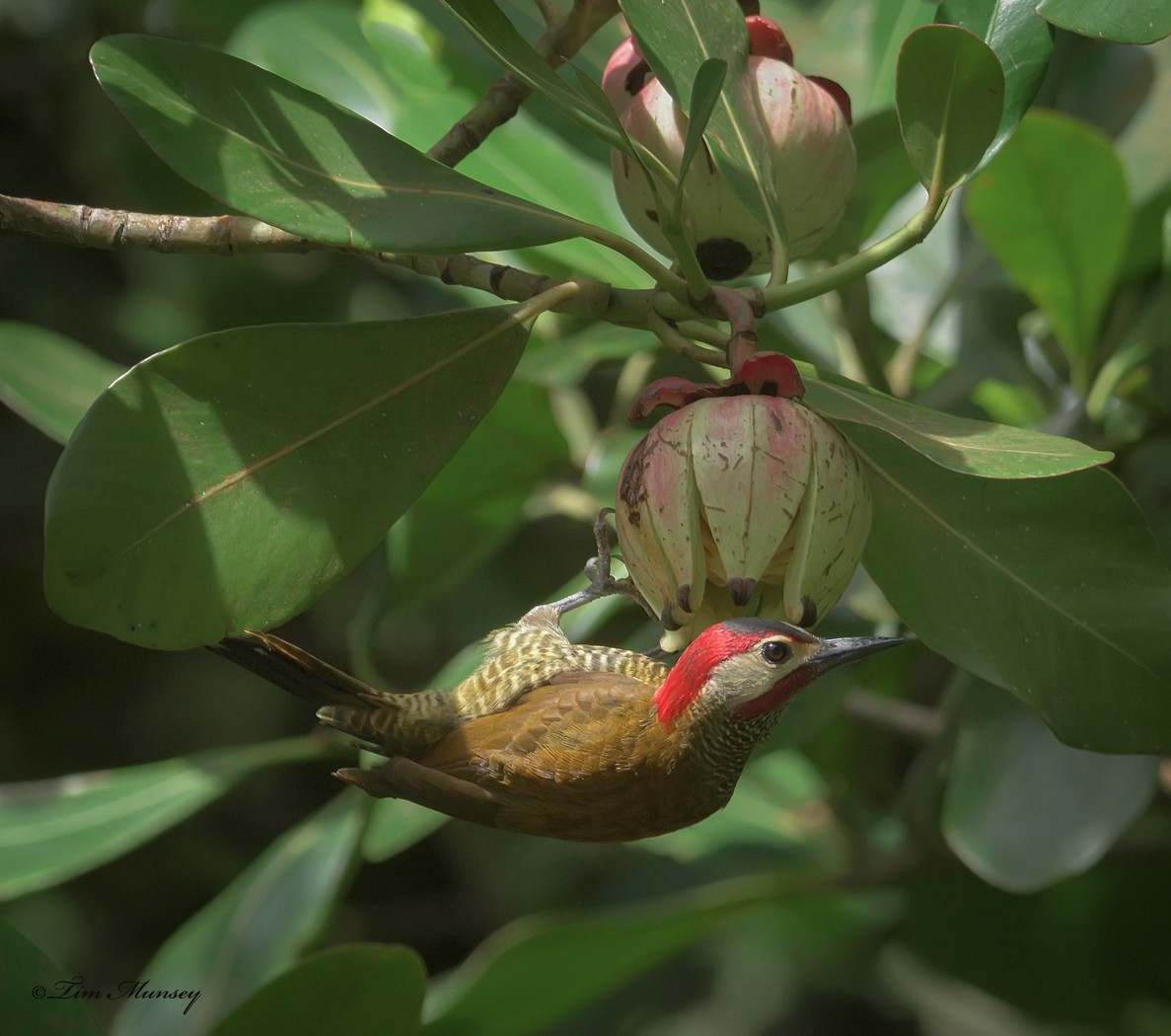 Golden-olive Woopecker